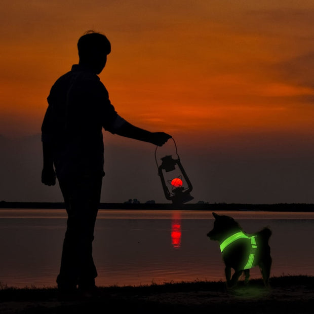 Rechargeable LED Light Dog Harness